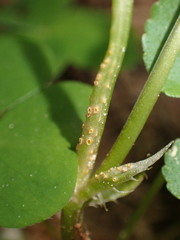 Puccinia violae