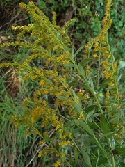 Solidago canadensis