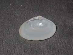 Mactrotoma antecedens