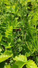 Rhynocoris annulatus