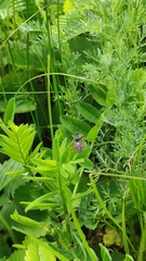 Rhynocoris annulatus