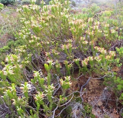 Erica thomae thomae