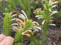 Erica thomae thomae