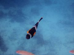 Amphiprion chrysogaster