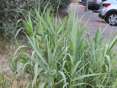 Arundo donax