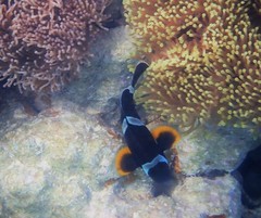 Amphiprion chrysogaster