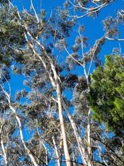 Eucalyptus oreades