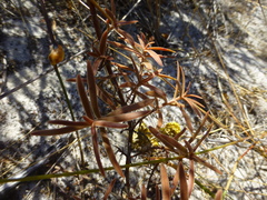 Crassula cymosa
