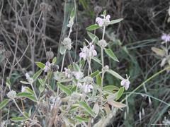 Phlomis purpurea