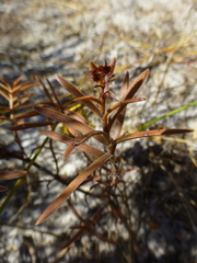 Crassula cymosa
