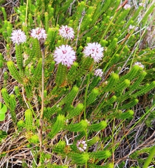 Stilbe ericoides