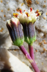 Curio crassulifolius