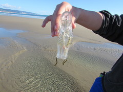Vagina Salp photo 3