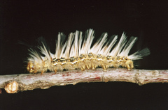 Phiala