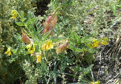 Astragalus chinensis
