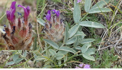 Astragalus laguroides