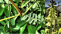 Astragalus mongholicus