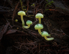 Mycena flavovirens