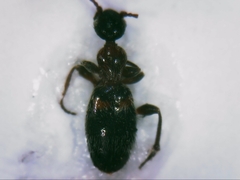 Hirticomus hispidus