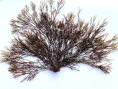 Melanthalia abscissa