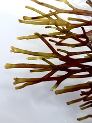 Melanthalia abscissa