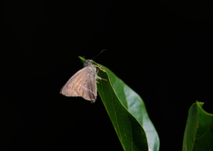 Hasora chromus chromus