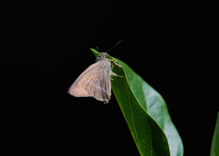 Hasora chromus chromus