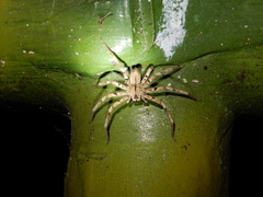 Heteropoda pingtungensis