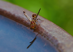 Ropalidia cyathiformis