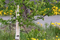 Carpodacus erythrinus grebnitskii