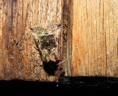 Abrostola tripartita
