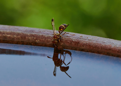 Ropalidia cyathiformis