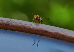 Ropalidia cyathiformis