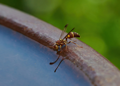 Ropalidia cyathiformis