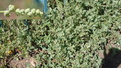 Atriplex sibirica