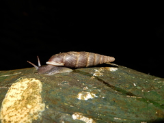 Phaedusini