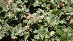 Axyris prostrata