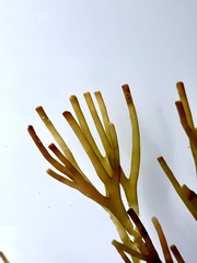 Melanthalia abscissa