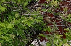 Carpodacus erythrinus grebnitskii