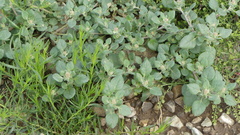 Axyris prostrata