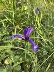 Iris sintenisii