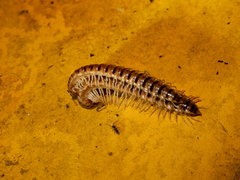 Chamberlinius hualienensis