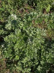 Artemisia absinthium