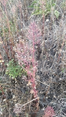 Centranthus calcitrapae image