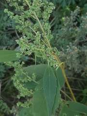 Cyclachaena xanthiifolia