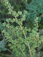 Cyclachaena xanthiifolia