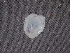 Maoricrypta immersa