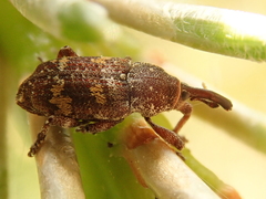 Pissodes castaneus