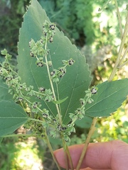 Cyclachaena xanthiifolia