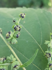Cyclachaena xanthiifolia